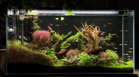 Après la taille un peu trop « je sors de chez le coiffeur «