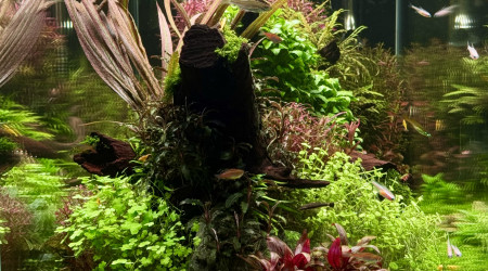 Après la taille un peu trop « je sors de chez le coiffeur «