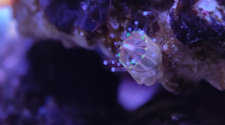 Encore des bébés Ricordea