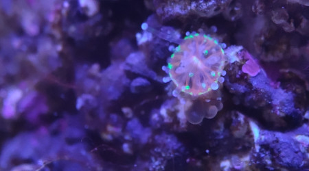 Encore des bébés Ricordea