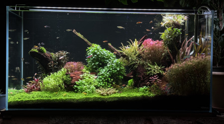 A. Quelles faces préférez vous? A ou B