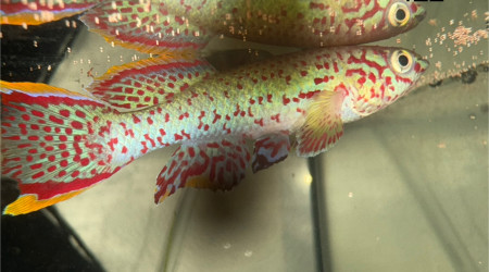 aquarium 422 01 Couple Fundulopanchax nigerianus  innidere