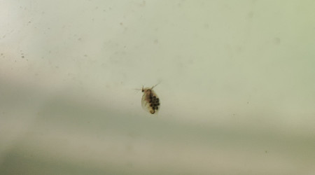 Bebetes plein d'œufs