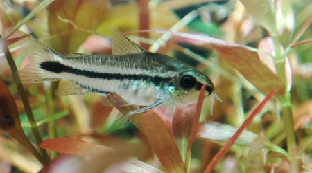 Corydoras pygmé