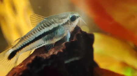 Corydoras pygmés