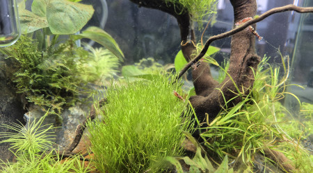 Ajout 10 caridinas Pinto Red