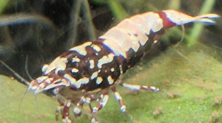 Ajout 10 caridinas Pinto Red