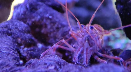 Mes crevettes vont me faire des bébés