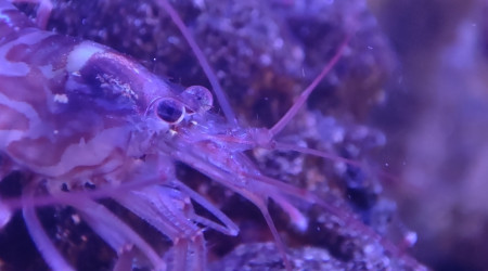 Mes crevettes vont me faire des bébés