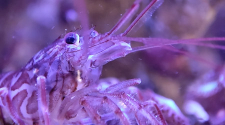 Mes crevettes vont me faire des bébés