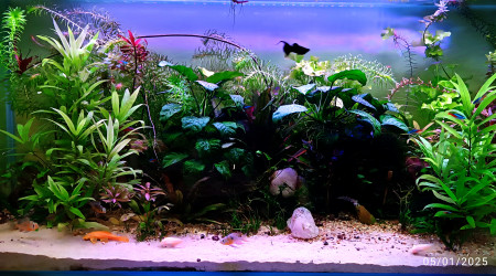 aquarium Communautaire 2