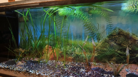aquarium Troipeo