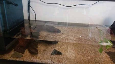 préparation pour plantation