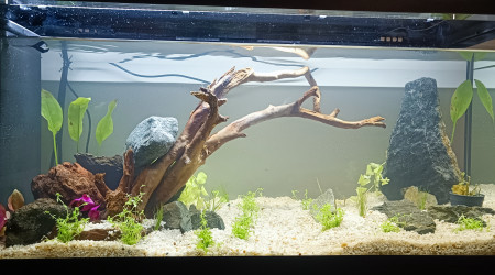 Plantation après 15 jours et 3 changements d'eau