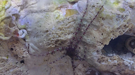 Une ophiure est proche de l'étoile de mer