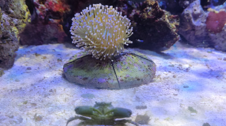 Sarconfiton Ehrenbergi (corail cuir) Origine Indo-Pacifique + crabe MITRAX