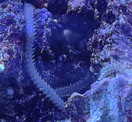 Ver polychète Nereis, Eurythoe