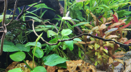 Fleur anubias