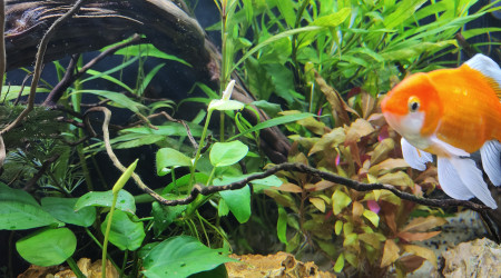Fleur anubias