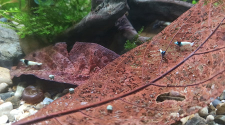 Arivée des premières ocupantes