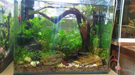 Aquascape 46l