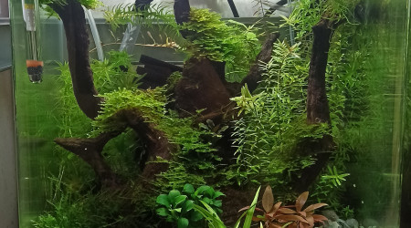 Deux mois après la mise en route du 31 l