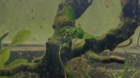 Une petite métropole à daphnies...