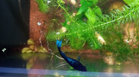 Compartiment de petite tête noire. 28l net 38Lbrut