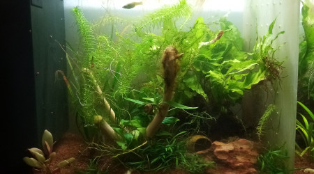 Compartiment de petite tête noire. 28l net 38Lbrut