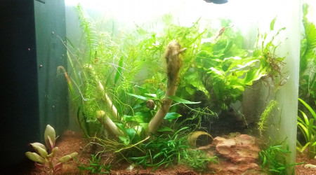 Compartiment de petite tête noire. 28l net 38Lbrut