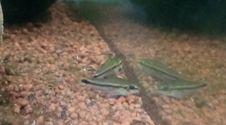 Compartiment de Grosse Betta (plakat)