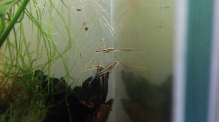 Compartiment de Grosse Betta (plakat)