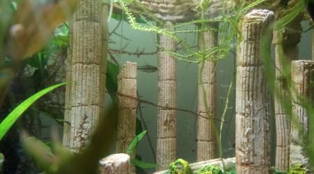 Compartiment de Grosse Betta (plakat)