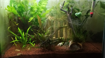 Compartiment de Grosse Betta (plakat)