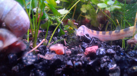 Introduction de 3 kuhlis