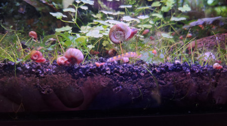 Introduction de 3 kuhlis