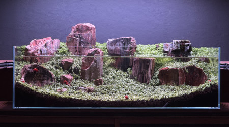 Ça pousse bien en extérieur