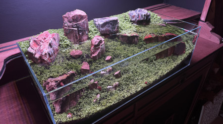 Ça pousse bien en extérieur