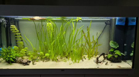 aquarium Rio 240 - Chambre