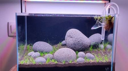 14 jours après plantation