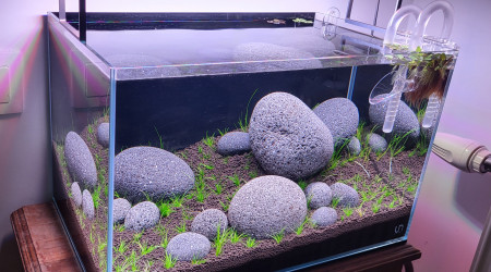 14 jours après plantation