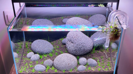 14 jours après plantation