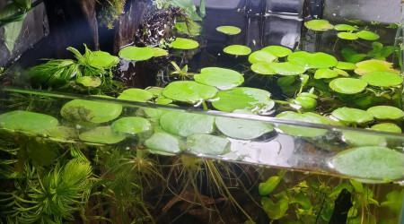 aquarium nano 25l