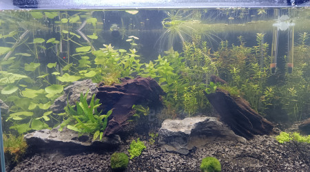 La mousse est arrivé !