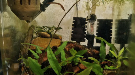aquarium Bac de croissance Multidentata