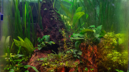 aquarium Nano cube 30 x 30 x 30 cm