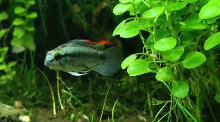 apistogramma trifasciata blue