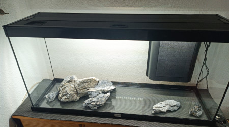 aquarium Tetras
