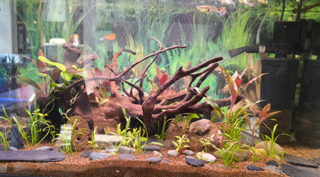 aquarium 60L