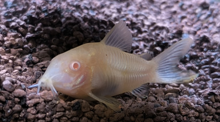 Corydoras albinos